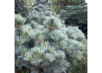 ����� ������������ "Glauca"