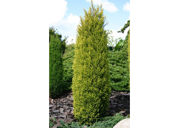 ������������ ������������ "Gold Cone"