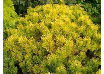 ����� ������ "Golden Glow"