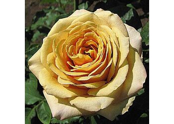 ���� �����-��������� "Golden Mustard"