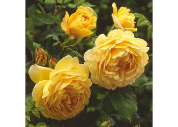 ���� ���������� "Golden Celebration"