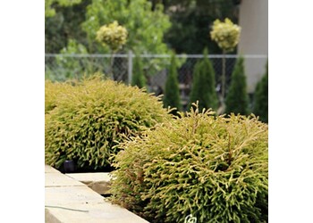 ��� �������� "Golden Tuffet"