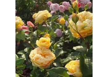 ���� ���� "Golden Zest"