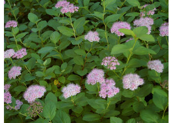 ������ �������������� "Densiflora"