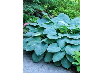 ����� ��������� "Bressingham Blue"