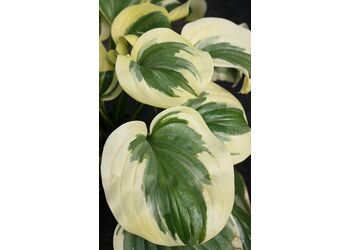 ����� ��������� "Fragrant King"