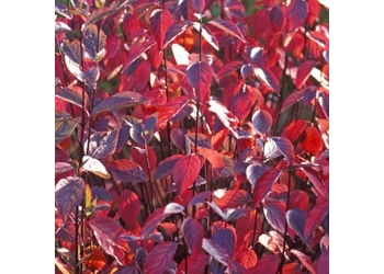 ����� ����� "Kesselringi"