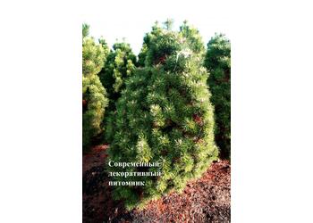 ����� ������ "Columnaris"