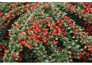 ��������� ��������� "Coral Beauty"