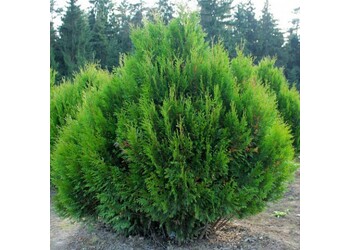 ��� ���������� "Kornik"