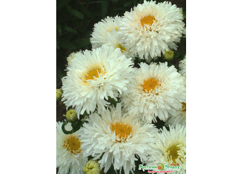������� "Crazy Daisy"