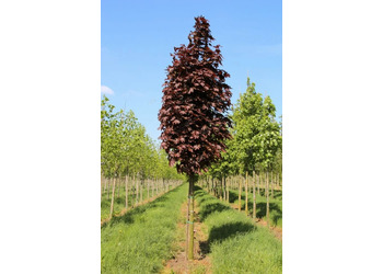 ���� ������������ "Crimson King"