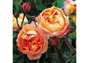 ���� ���������� "Lady Emma Hamilton"