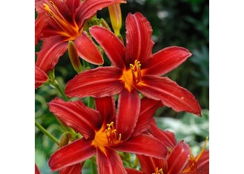 �������� ��������� "Crimson Pirate"