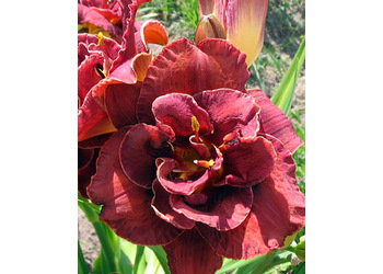�������� ��������� "Night Embers"