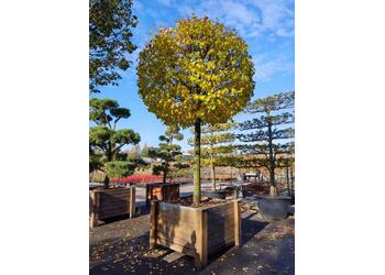 ���� ������������ "Greenspire" ����� "���"