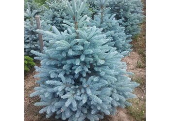 ��� ������� "Glauca Majestic Blue"