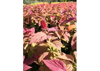 ������ �������� "Macrophylla"