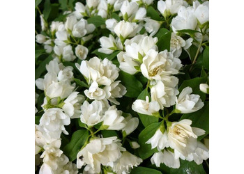 �������� "Manteau D'Hermine"