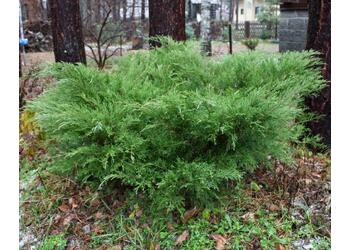 ������������ ������� "Mint Julep"