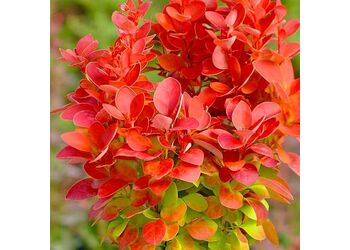 �������� �������� �Orange Rocket�