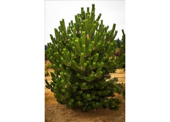 ����� ������ "Oregon Green"