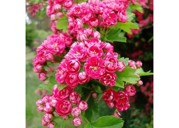 ��������� ������������ "Paul's Scarlet"