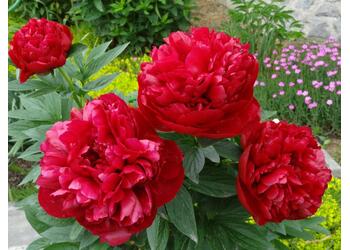 ���� ���������������� "Adolphe Rousseau"