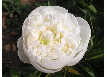 ���� ���������������� "Duchesse De Nemours"