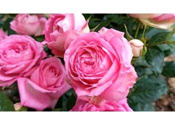 ���� ��������� "Cyclamen Pierre de Ronsard"