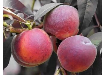 ������ "Burgundi"