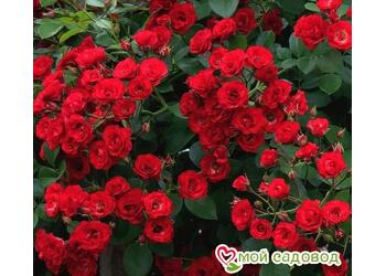 ���� �������������� "Scarlet Meilandecor"