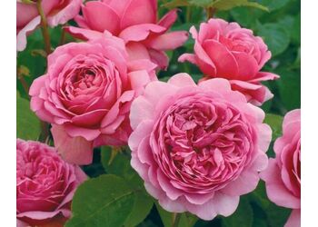 ���� ���������� "Princess Alexandra of Kent"