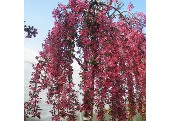 ������ ������� "Royal Beauty" (�����)
