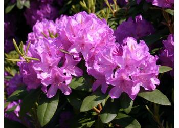 ����������� ��������� "Catawbiense Grandiflorum"