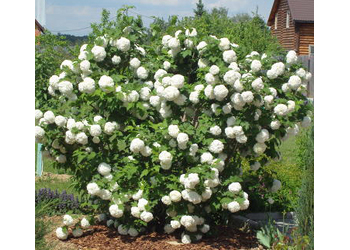 ������  ������������ "Roseum"