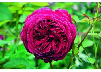 ���� ���������� "Falstaff"