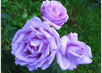 ���� �����-��������� "Blue Nile"