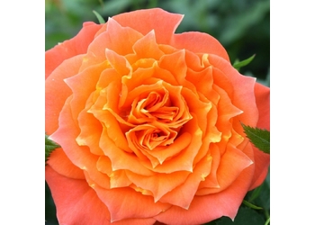 ���� ����� "Mandarin"