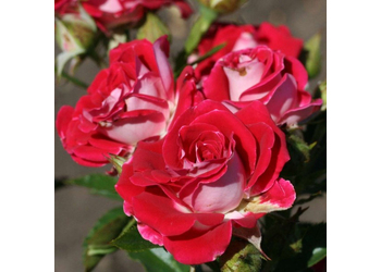 ���� ����� "Ruby Star"