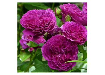 ���� ����  "Purple Lodge"