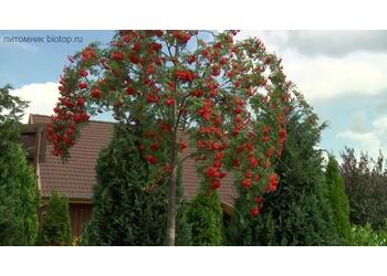 ������ ������������ "Pendula"