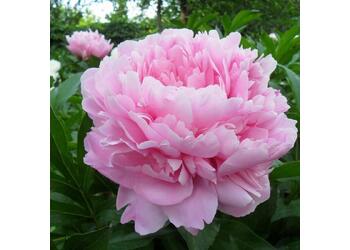 ���� ���������������� "Sarah Bernhardt"