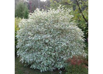 ����� ����� "Sibirica Variegata"