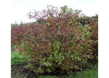 ����� ����� "Sibirica"