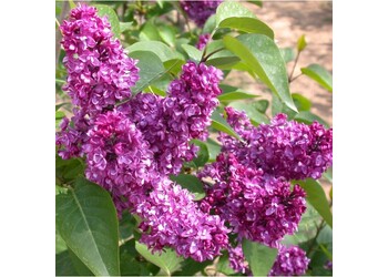 ������ ������������ 'Charles Joly'