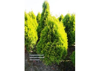 ��� �������� "Golden Smaragd"