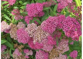 ������ �������� "Anthony Waterer"