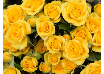 ���� ����� "Yellow Baby"