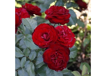 ���� ����� "Red Sensation"